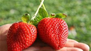 多茂果蔬採摘園 多茂果蔬採摘園