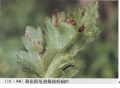 菊花假尾孢褐斑病 菊花假尾孢褐斑病