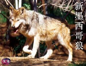 新墨西哥狼 新墨西哥狼