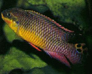 斑迪烏莉 斑迪烏莉