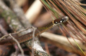 井岡山脊蛇 井岡山脊蛇