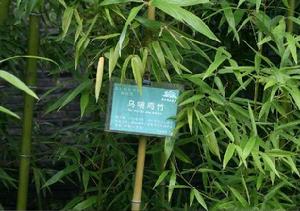 黃桿烏哺雞竹種源ZP-54 黃桿烏哺雞竹種源ZP-54