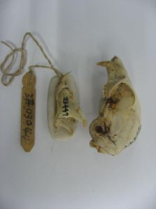 花鼠北京亞種 花鼠北京亞種