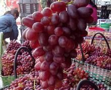 葡萄溫可 葡萄溫可