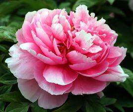 四大名花 四大名花