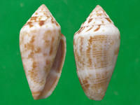 地中海芋螺 （上海岡瓦納自然網）