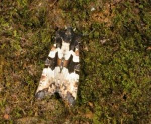 白斑錦夜蛾 白斑錦夜蛾