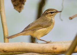 褐柳鶯 褐柳鶯