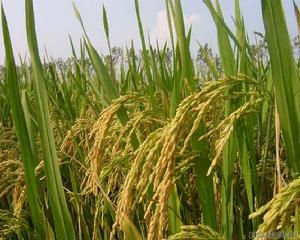 中優桂55 中優桂55