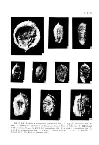 帕米爾蟲實（原變種）