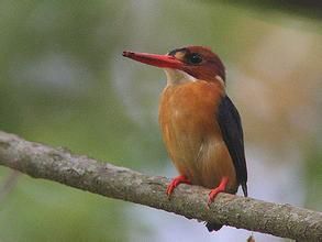 紅頭小翠鳥 紅頭小翠鳥