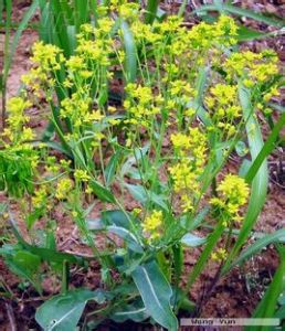 奧斯曼草 奧斯曼草