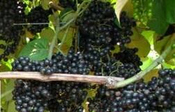 深裂山葡萄(變種) 深裂山葡萄(變種)