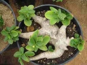 四體大戟 四體大戟