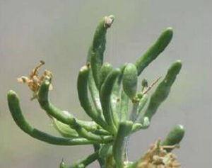 棗葉翅果麻 棗葉翅果麻