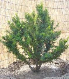 曼地亞紅豆杉 曼地亞紅豆杉