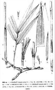 沐川玉山竹 沐川玉山竹