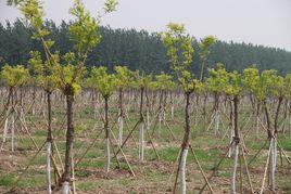 造林工程 造林工程