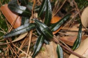 黑馬先蒿 黑馬先蒿