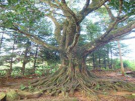 弄別村[雲南省梁河縣曩宋阿昌族鄉]