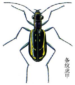 條紋虎甲 條紋虎甲