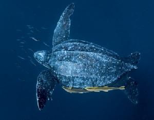 皮背海龜 皮背海龜