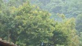 古寨河村[羊街鎮長沖村委會行政村]