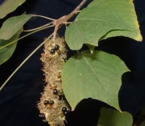 白葉野桐 白葉野桐