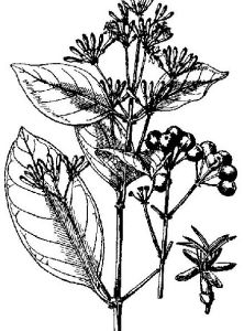 穴果木屬 穴果木屬