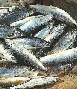 貝加爾白鮭 貝加爾白鮭