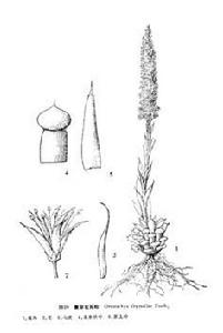 聚傘花瓦松 聚傘花瓦松