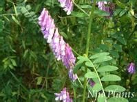 廣布野豌豆（原變種）