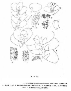 九洲疣鱗苔 九洲疣鱗苔
