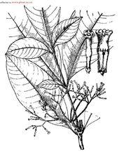 風濕木[風濕木]