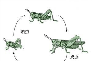 昆蟲變態 昆蟲變態