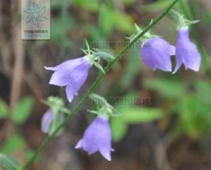 沙參[桔梗目桔梗科植物]