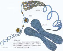 染色體的結構