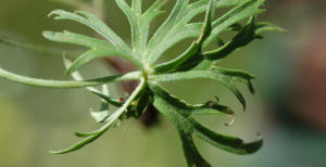 疏花翠雀花 疏花翠雀花