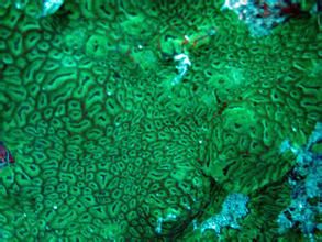 綠色貓眼腦珊瑚 綠色貓眼腦珊瑚