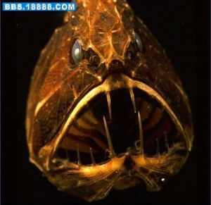 烏須黑巨口魚 烏須黑巨口魚