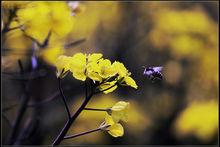 金殿御菜——洪山菜薹