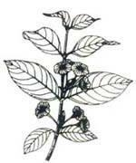 大紐子花 大紐子花