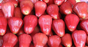 台灣水果之王——蓮霧果