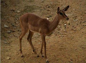 黑臉黑斑羚 黑臉黑斑羚