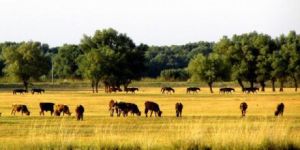 庫魯斯台草原 庫魯斯台草原