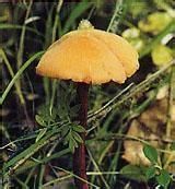 近似蠟蘑 近似蠟蘑