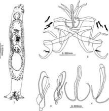 新四錨蟲屬 新四錨蟲屬