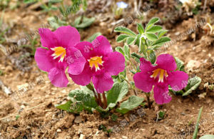 單葉波羅花 單葉波羅花