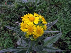 黔狗舌草 黔狗舌草