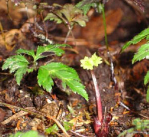 雲南黃連 雲南黃連